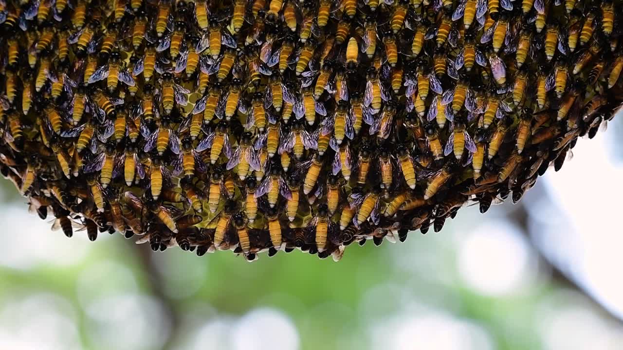 se sabe que las abejas melíferas gigantes construyen grandes colonias de nidos con bolsillos simétricos hechos de cera para almacenar miel como fuente de alimento.