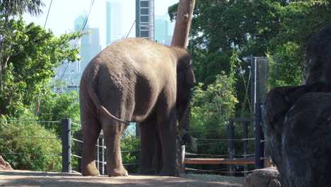 asian elephant eating hay in the zoo with cityscape buildings in background