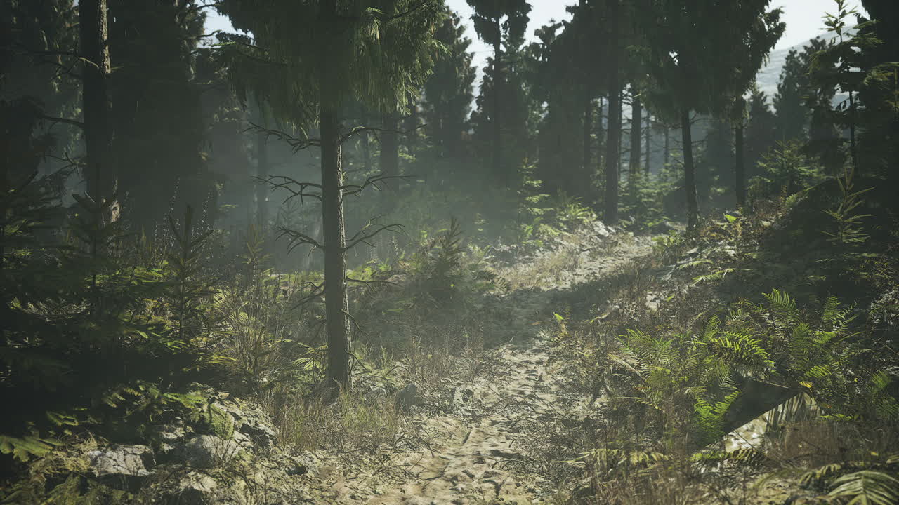 Exploring a quiet forest trail in canada during early morning light