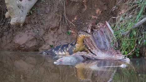 Asiatischer-Wasserwaran,-Varanus-Salvator,-Thailand