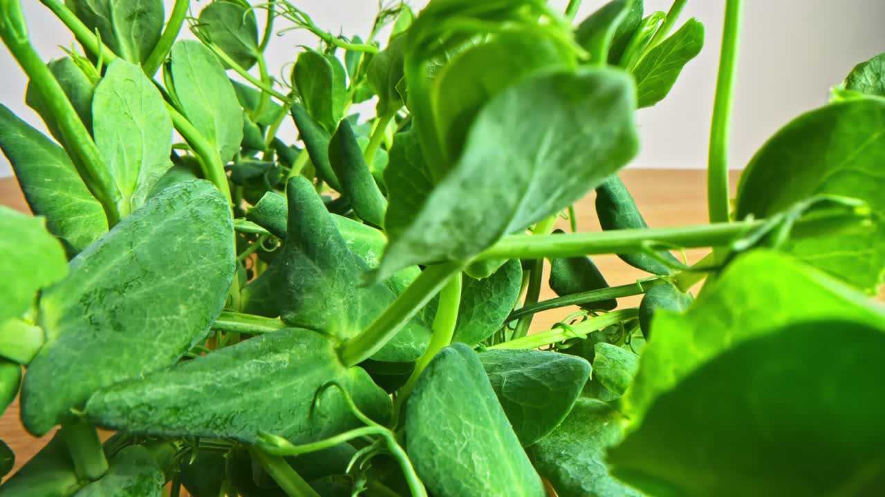 Fresh Green Pea Shoots with Leaves and Tendrils on Wooden Surface Indoors, Probe lens shot