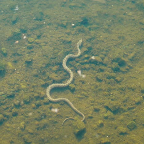 snake underwater. snake floats under the surface of the water.