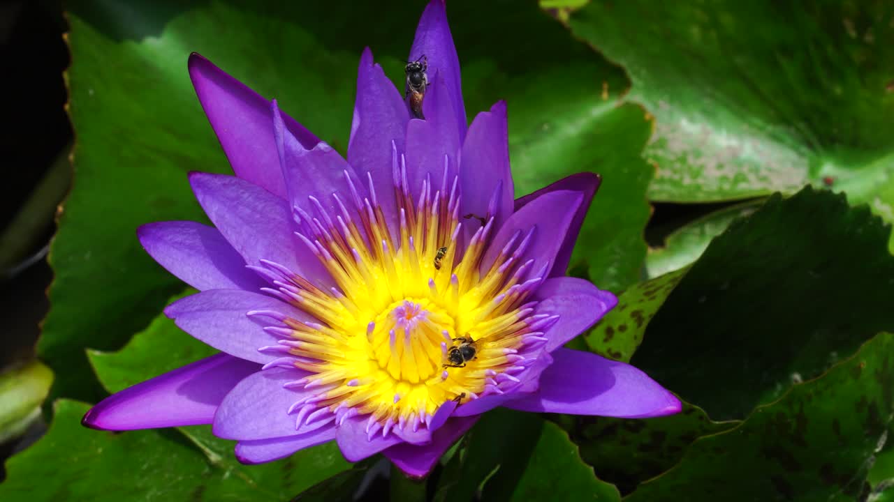 primer plano de la flor de nenúfar púrpura con abejas en sus estambres