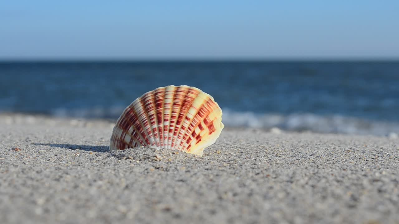 Conchas de berberecho sobre la arena con las olas de fondo. Grabación en la playa
