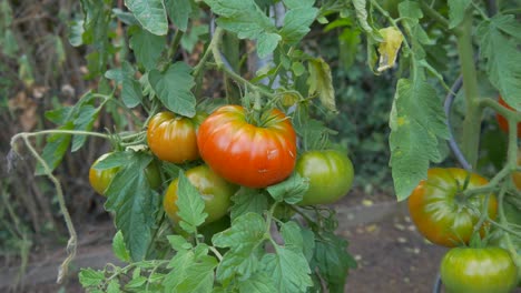 tomates inmaduros están creciendo en una cama