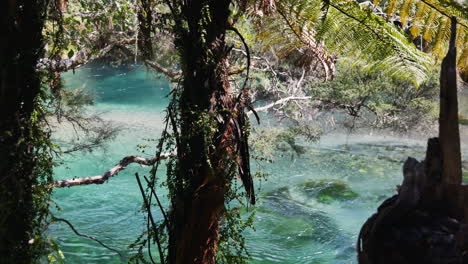 Toma-Paradisíaca-Del-Tranquilo-Río-Cristalino-Que-Fluye-A-Través-De-La-Jungla-De-Nueva-Zelanda---Día-Soleado-En-El-Río-Tarawera-En-Nz