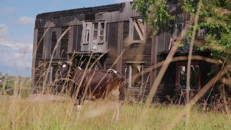 cow near a burned-down wooden house