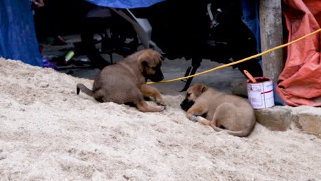 Puppies-playing-and-digging-through-trash-for-food,-along-side-the-street-in-northern-Vietnam