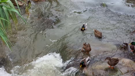 Patos-Reales-Que-Son-Arrastrados-En-La-Corriente-Del-Río