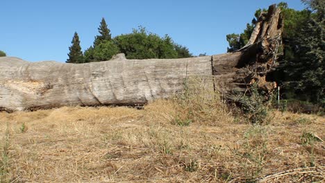 large dead fallen tree pan right to left