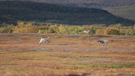 los renos salvajes vagan y pastan en la colorida tundra de otoño