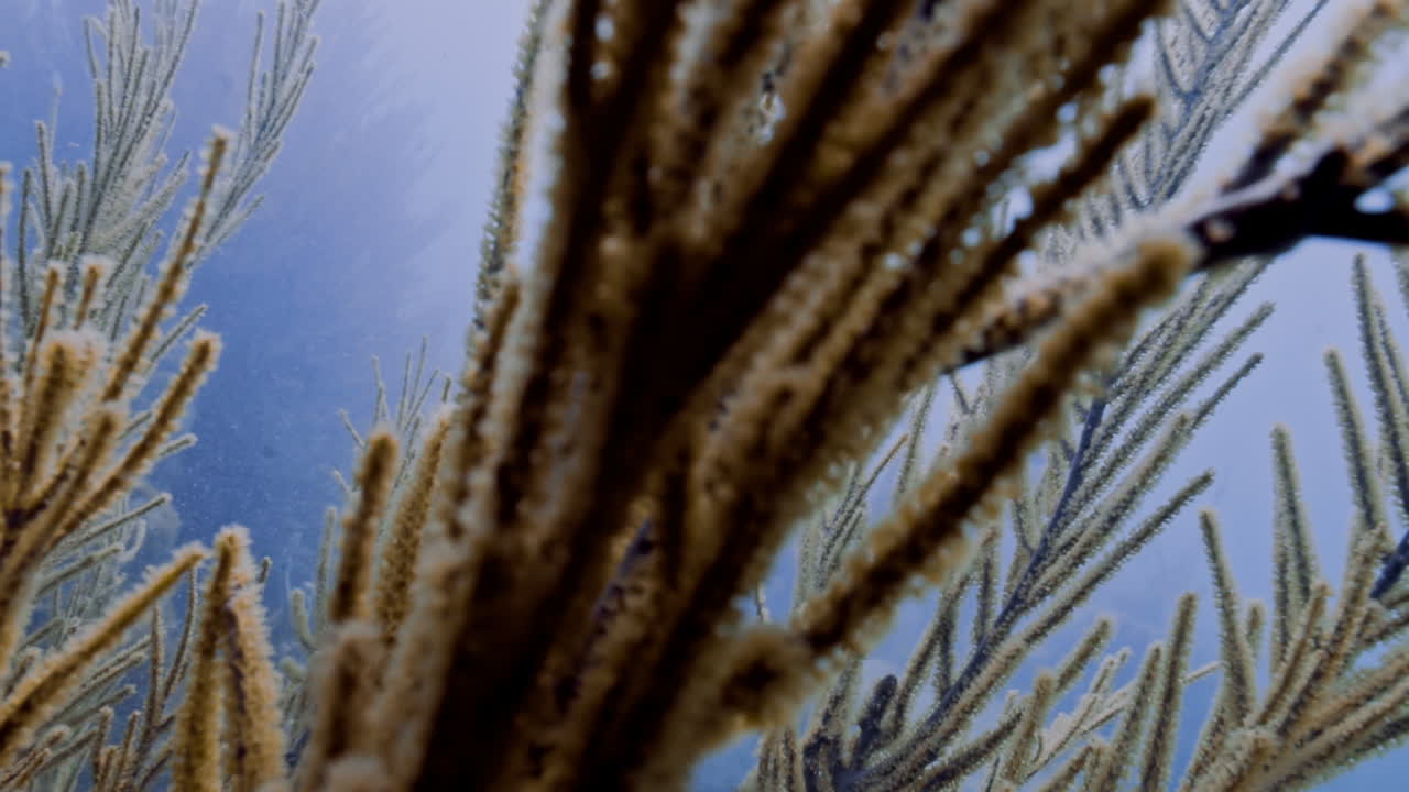 fotografía de primer plano de una pluma de mar que se mueve con el flujo de la marea