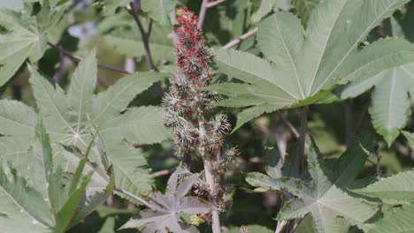 a handheld mid close-up shot of castor oil flower branch surrounded by big leaves swaying in afternoon breeze