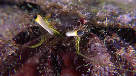 Hermit-crab-eyes-super-close-up-at-night