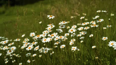 close up shot of daisies on a grass meadow in summer in europe