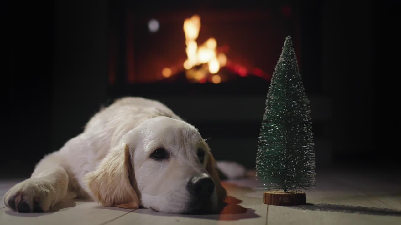 개는 작은 크리스마스 트리 근처에 누워 있으며, 배경에는 벽난로에 불이 켜져 있습니다.