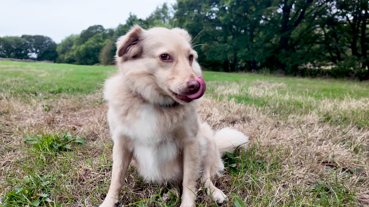Indian spitz cross breed dog sitting in a field and looking away