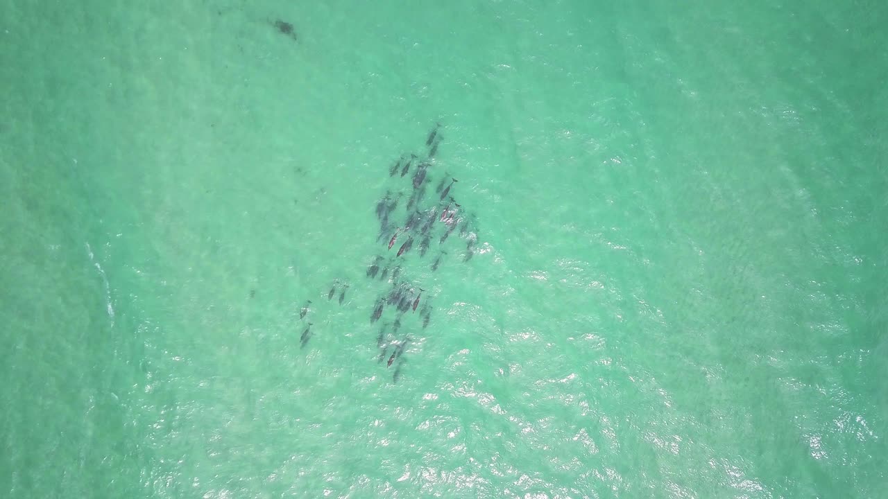 호주 해안 근처 태평양의 얕은 바다에서 수영하는 거대한 돌고래 무리의 하향식 전망