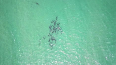 Top-down-view-of-a-huge-group-of-dolphins-swimming-in-the-shallow-waters-of-Pacific-Ocean-near-the-coast-of-Australia