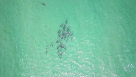vista de arriba hacia abajo de un enorme grupo de delfines nadando en las aguas poco profundas del océano pacífico cerca de la costa de australia