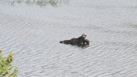 alce toro solitario en el agua del río, refresco en un caluroso día de verano