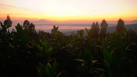 Silueta-De-La-Planta-De-Tabaco-Frente-Al-Paisaje-De-Nubes-Doradas-Al-Amanecer-Dorado---Pico-De-La-Montaña-En-El-Fondo-Temprano-En-La-Mañana