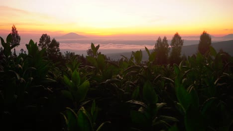 tobacco plant silhouette in front of golden cloudescape at golden sunrise - mountain peak in background early in the morning
