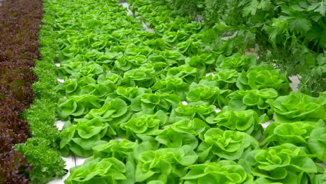 green leafy lettuce plants in an hydroponic growing setting