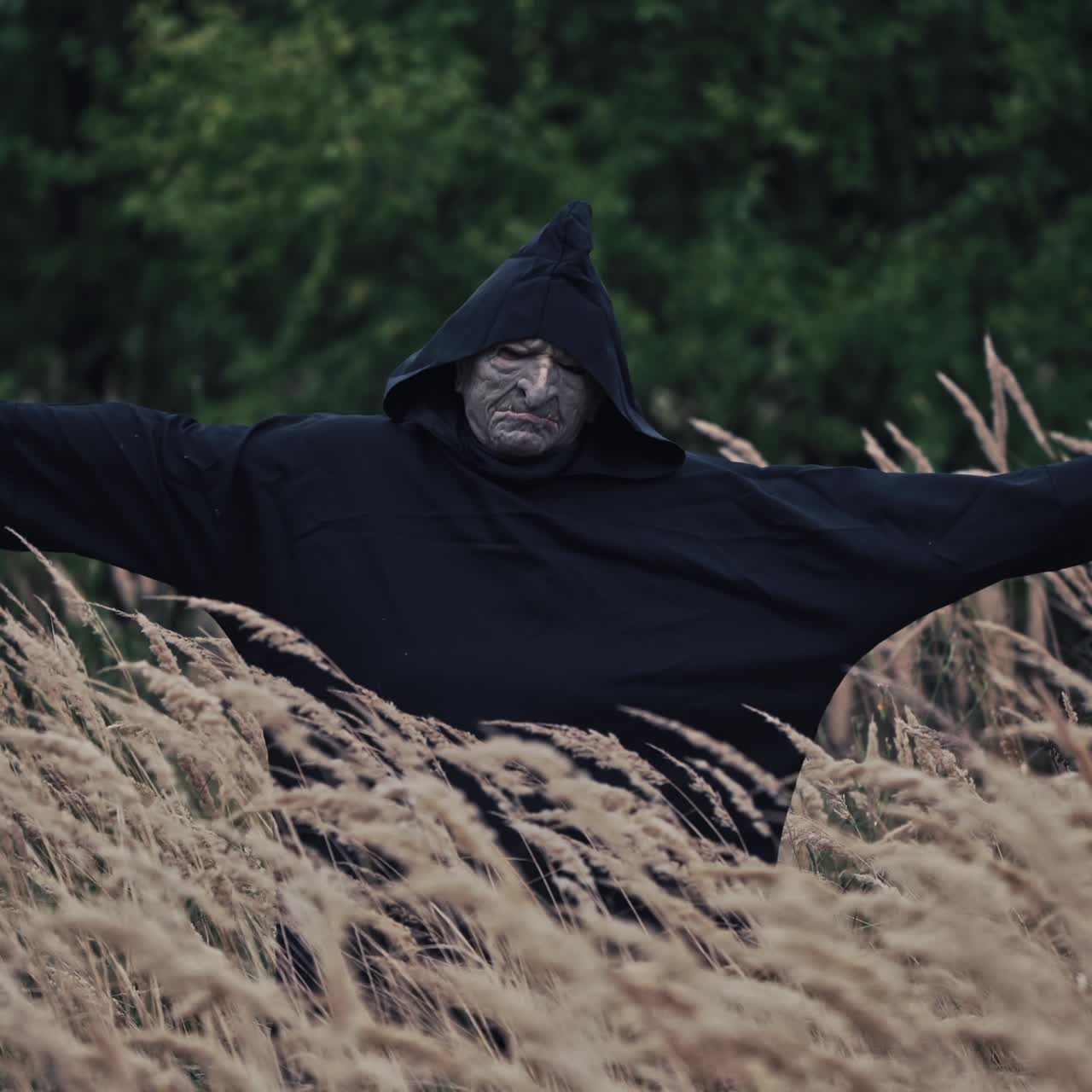 Wheat field and horrible ghost among nature. Dark figure appearing among ripe wheat on green trees background. Halloween concept.