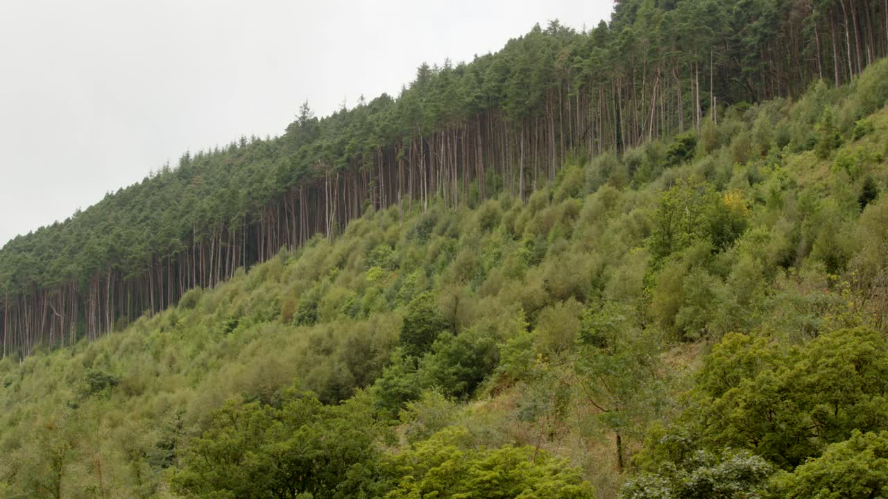 regeneración de la vegetación después de la tala de árboles infectados con la enfermedad del alerce en el camino del bosque de rhyslyn en el valle de afan