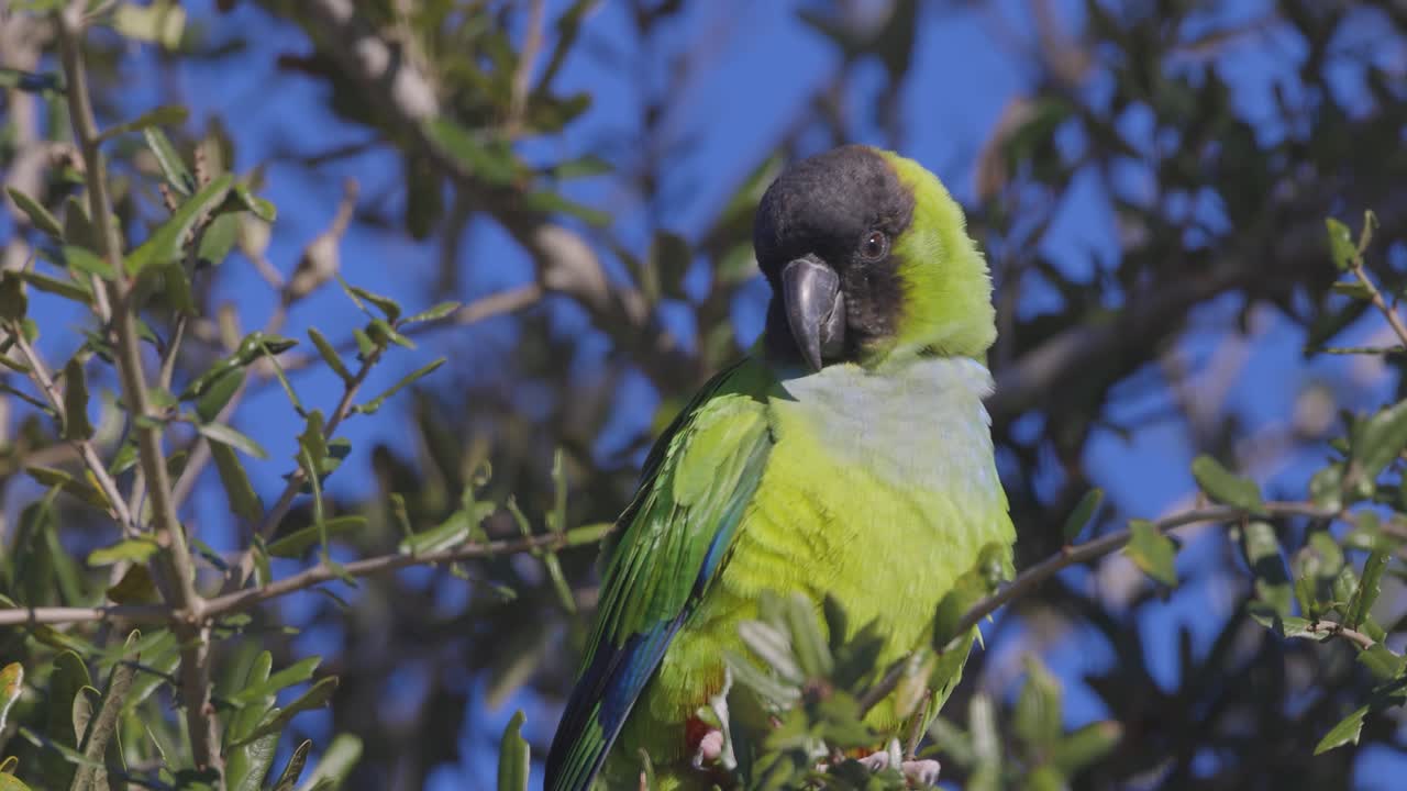 Wild Nanday Parakeet sits on a tree branch preening in Florida