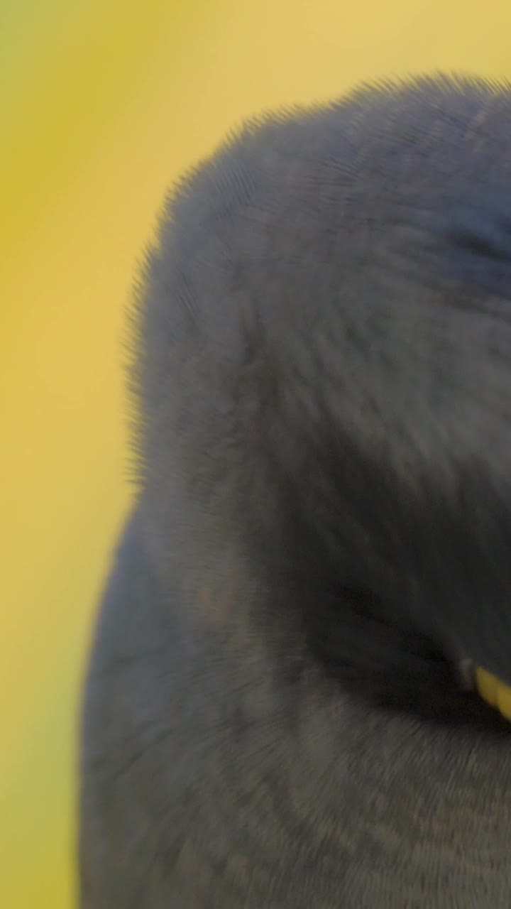 Primo Piano della Testa di un Uccello Myna con Becco e Occhio Gialli