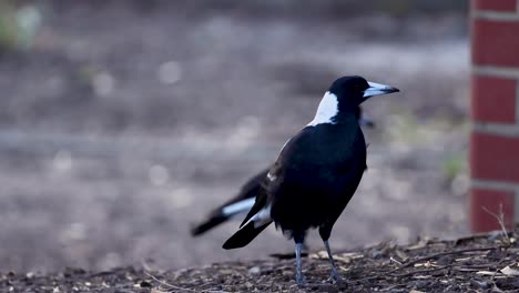 a bird standing and looking around