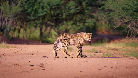 cheetah in the african savanna