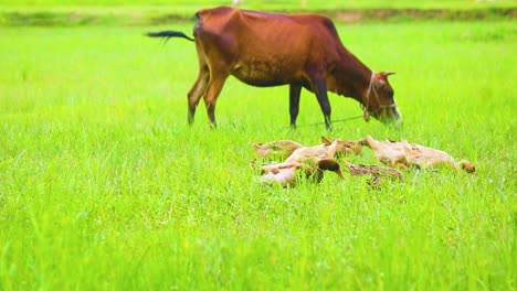 an indian cow and some ducks graze in a field in bangladesh