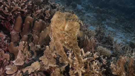 Sepia,-cuttlefish-on-a-tropical-coral-reef-changing-color-and-texture-to-camouflage-and-blend-with-the-environment