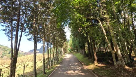 traveling down a tranquil forested road