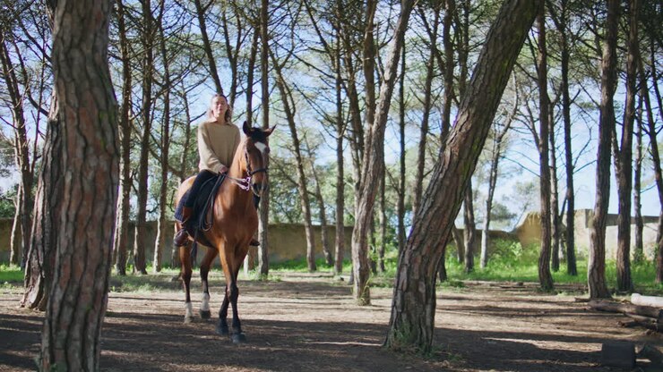 Active cowgirl galloping equine in sunny forest. Woman training with stallion