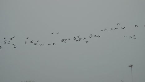 bandada de gansos de cabeza de barra volando