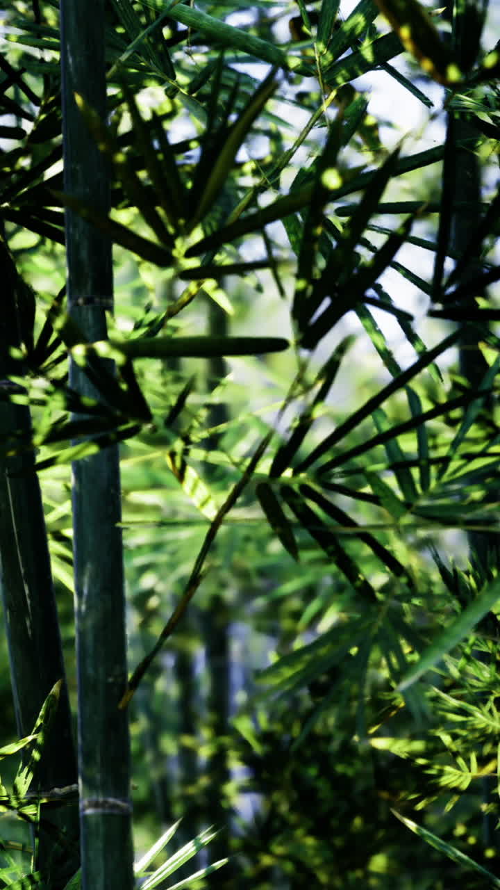 Foglie e luce creano un motivo verde in un ambiente naturale.
