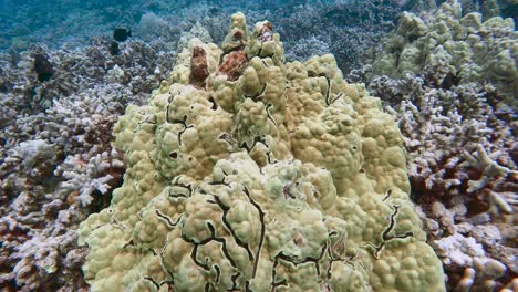 lobate mounding coral covering acropora coral, tropical reef fish swim