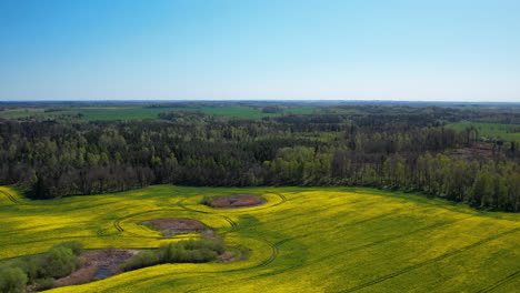 Vista-Aérea-De-Campos-Amarillos-Yuxtapuestos-Con-Densos-Bosques-Bajo-Un-Vasto-Cielo-Azul