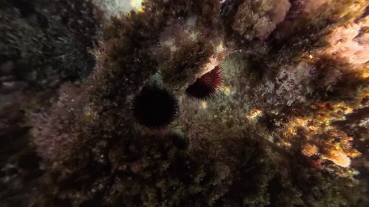 sea urchins in the mediterranean