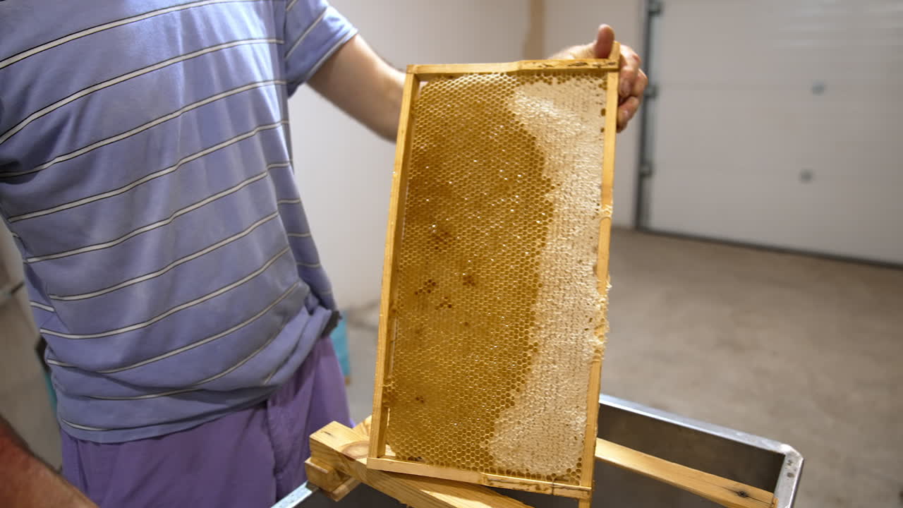 Apiarist holds a honeycomb frame full of honey. Wax cells are filled with honey and half-sealed. Beekeeper is taking instrument to open sealed honey cells.