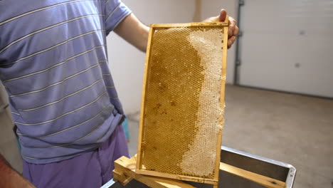 Apiarist holds a honeycomb frame full of honey. Wax cells are filled with honey and half-sealed. Beekeeper is taking instrument to open sealed honey cells.