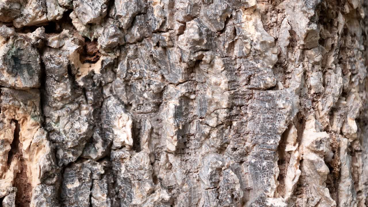 Explore the intricate textures of tree bark through a detailed zoom video analysis.