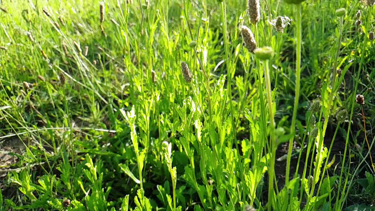 Moving through in slow motion tall emerald green wild flowers, weeds and grass at Camelroc near Lesotho.