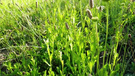 moving through in slow motion tall emerald green wild flowers, weeds and grass at camelroc near lesotho.