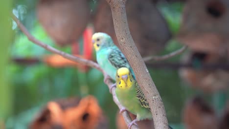 beautiful lovebirds, budgerigar, melopsittacus undulatus perching side by side on tree branch, chirping and singing in its natural habitat, bird close up shot against forest bokeh background