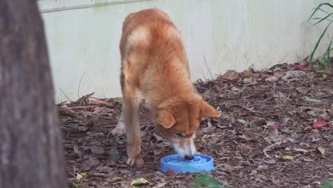 fotografía de cerca de un dingo, canis familiaris en cautiverio, comiendo del cuenco en el recinto, especie de vida silvestre nativa de australia